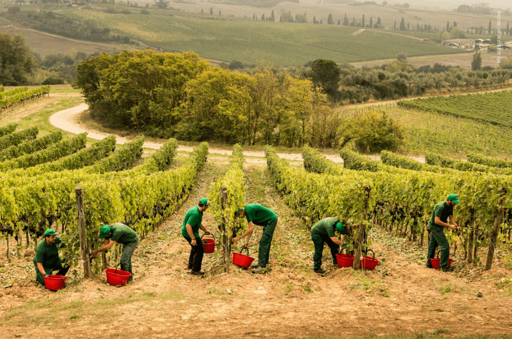 Fattoria di Valiano Piccini
