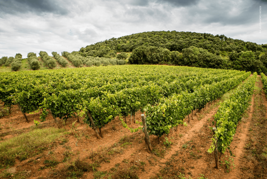 Tenuta Moraia Piccini