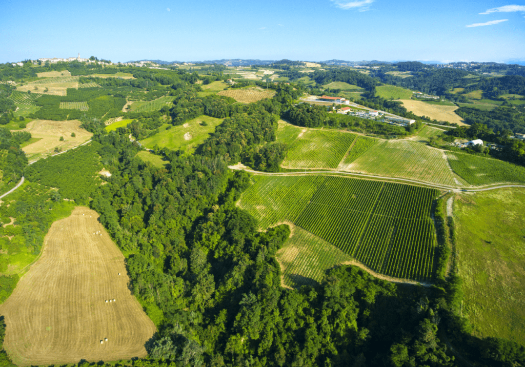 Tenuta Carretta vigneti
