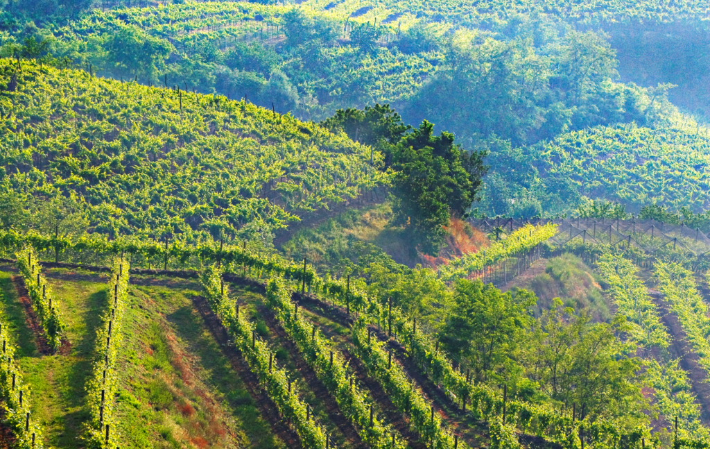 Soave colline
