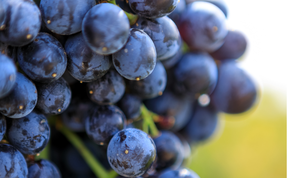 Nero d'Avola 