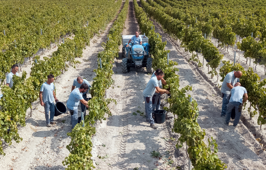 Tenuta Suor Marchesa vendemmia
