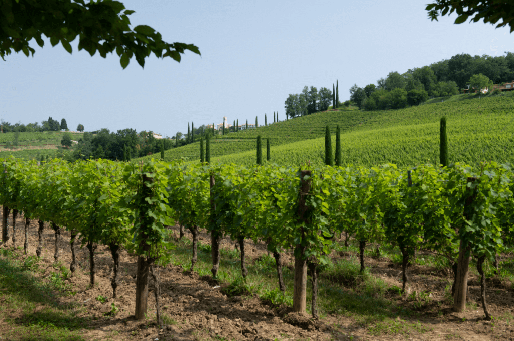 Collio vigneti
