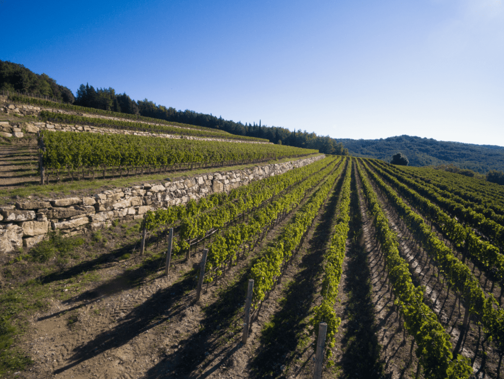 Tenuta Sette Cieli vigneti
