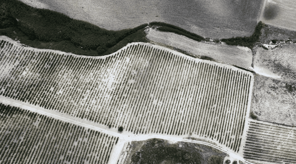 Cantina Mandrarossa terreni