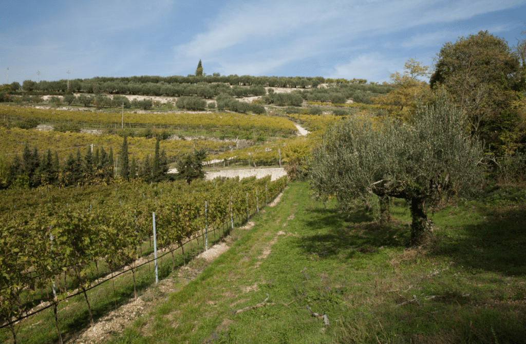 Cantine di Verona vigneti
