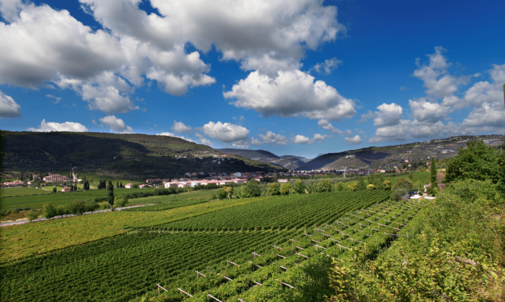 Cantine di Verona cigneti