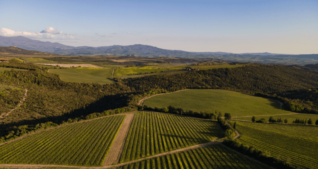 tenuta luce vigneti