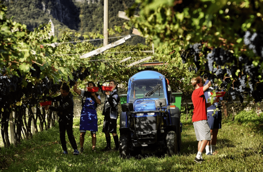 Vendemmia trentino
