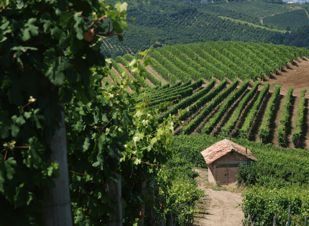 Consorzio Barbera d’Asti e Vini del Monferrato
