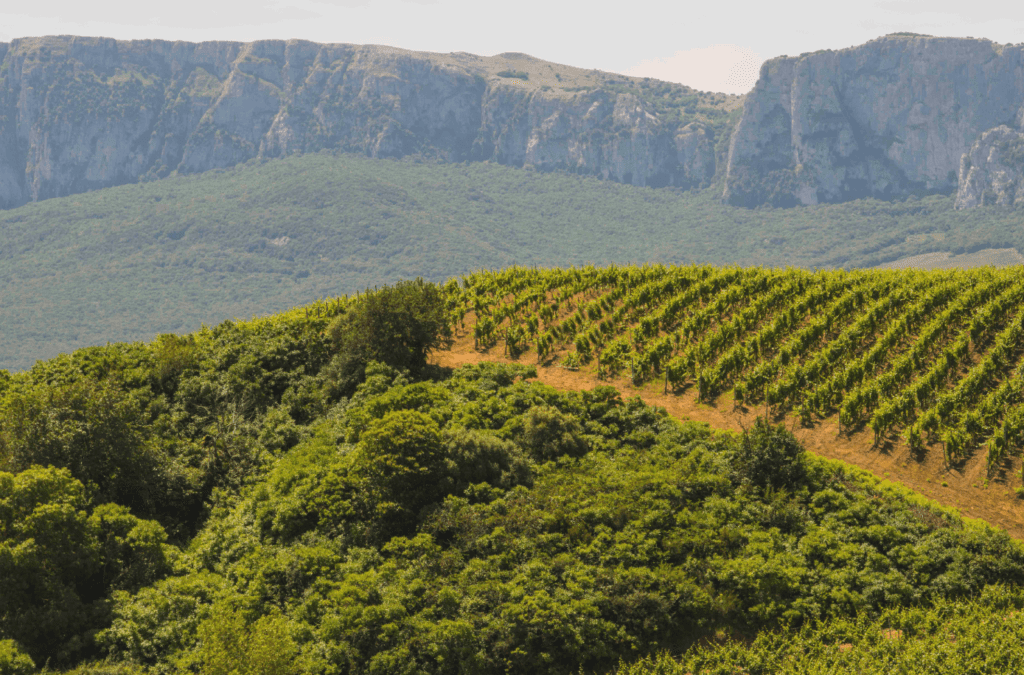 Consorzio Doc Sicilia