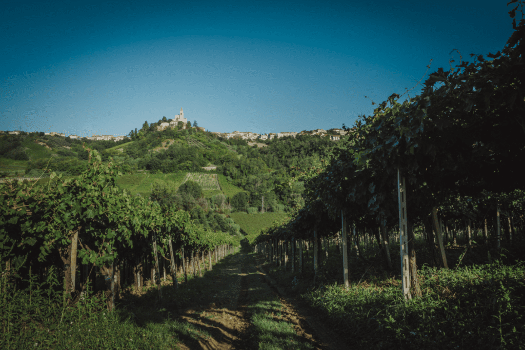 Cantina Tollo