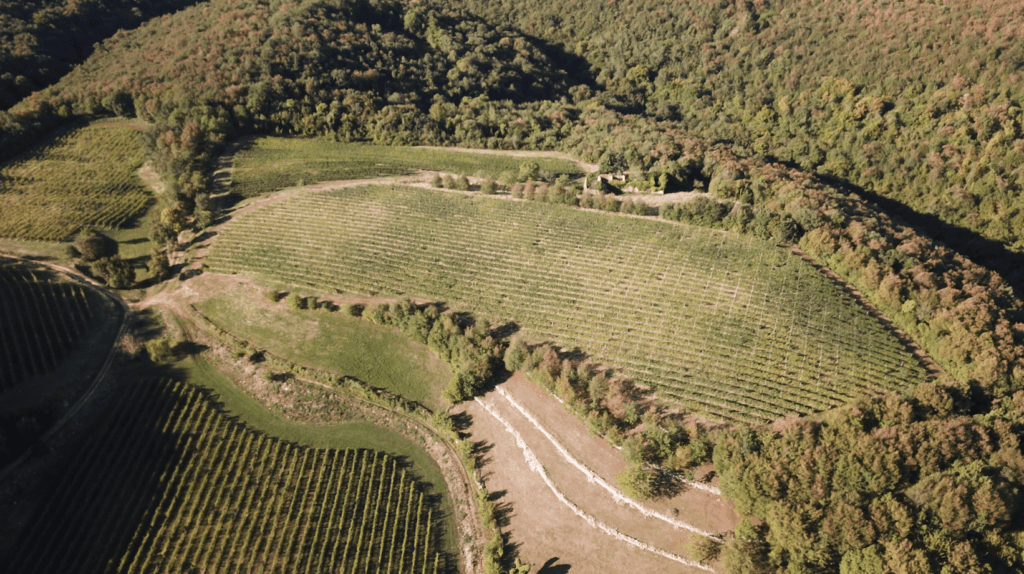 parcella delle Mandrie, amarone