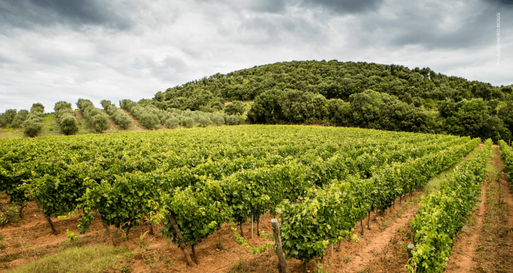 Piccini Vigneti sicilia