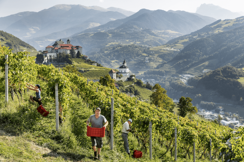 Vendemmia alto adige