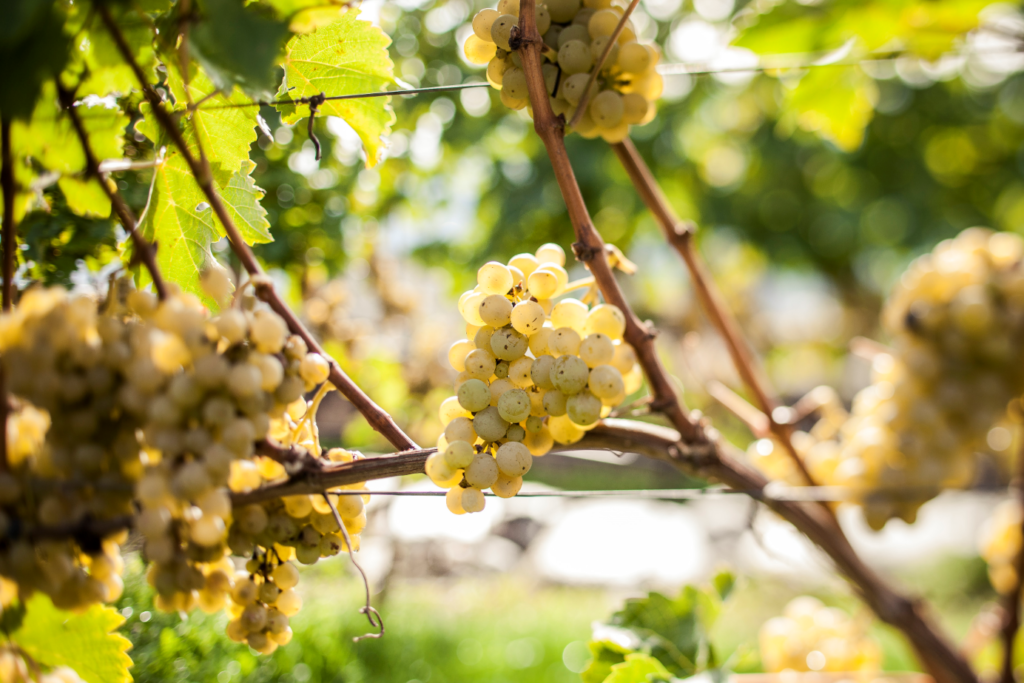 pinot bianco alto adige