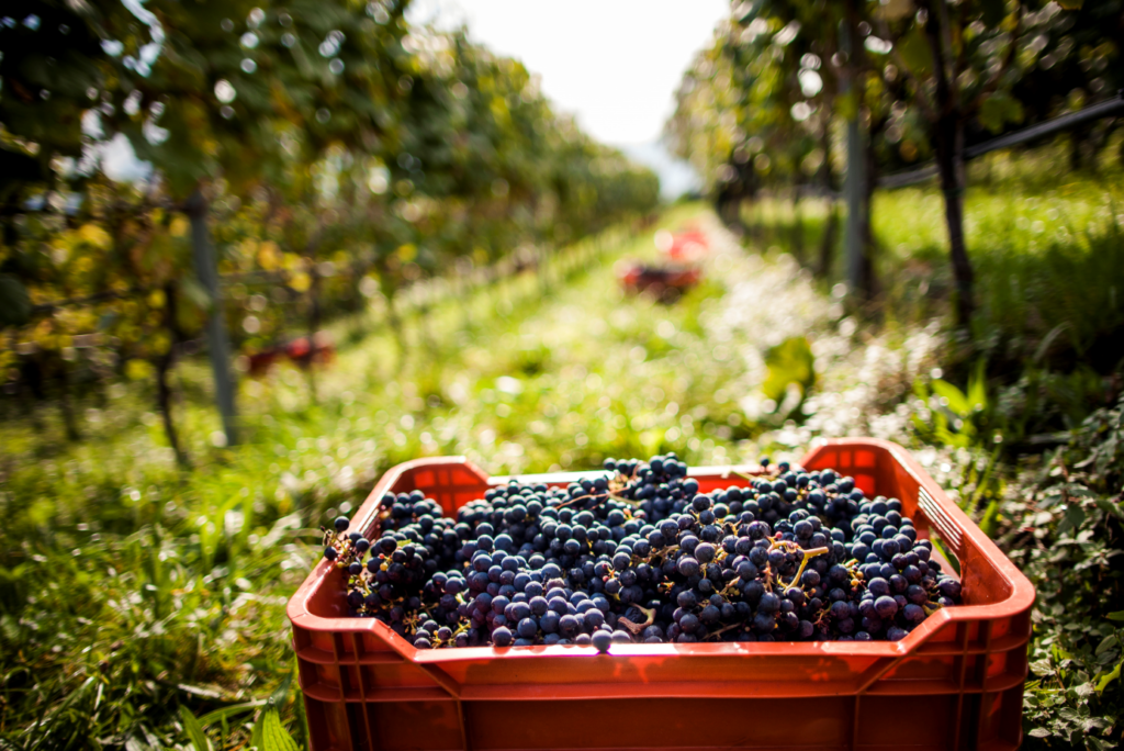 vendemmia alto adige
