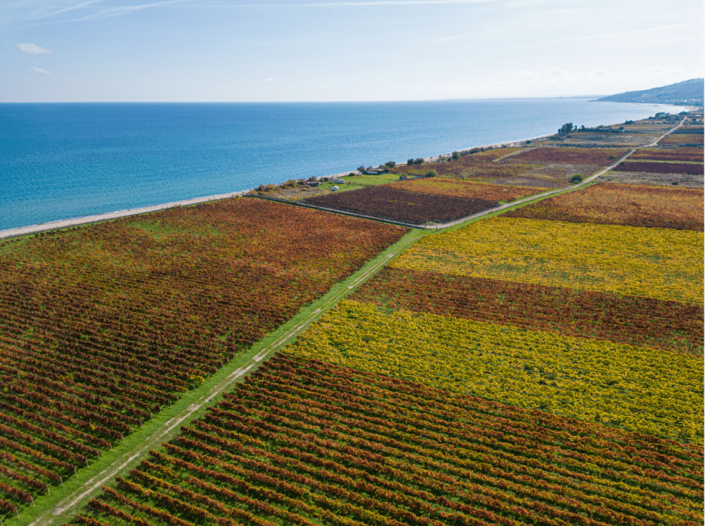 Consorzio di Tutela Vini DOC Cirò e Melissa