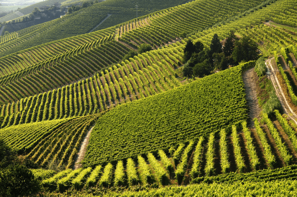 Monferrato vigneti barbera