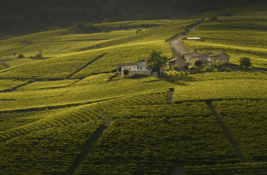 Michele Chiarlo Barolo Cerequio