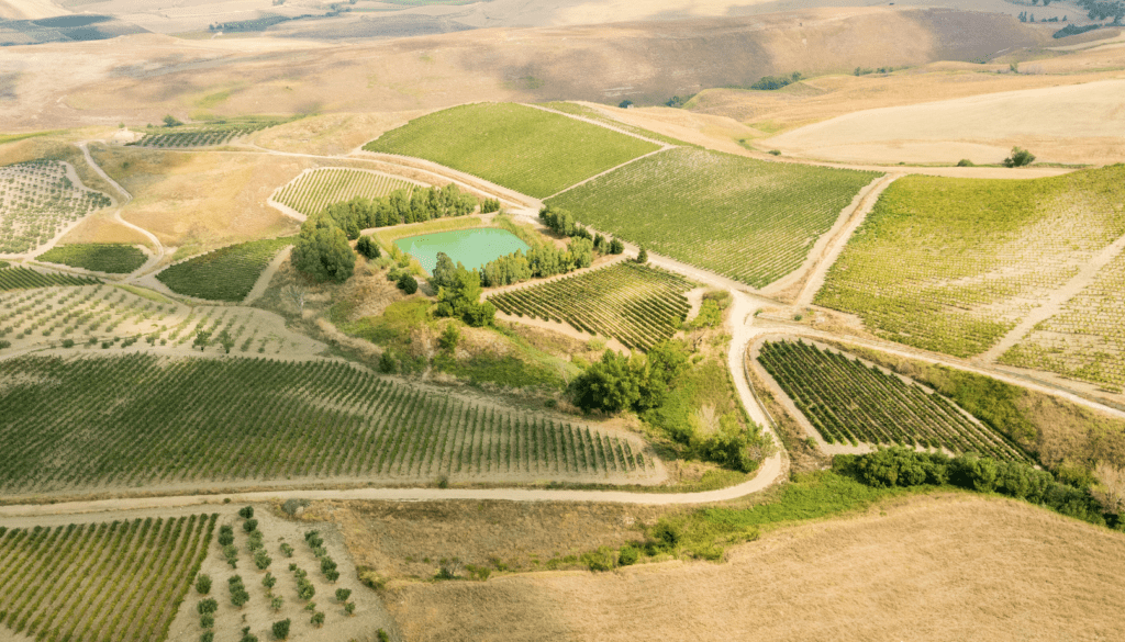 azienda agricola Di Giovanna vigneti