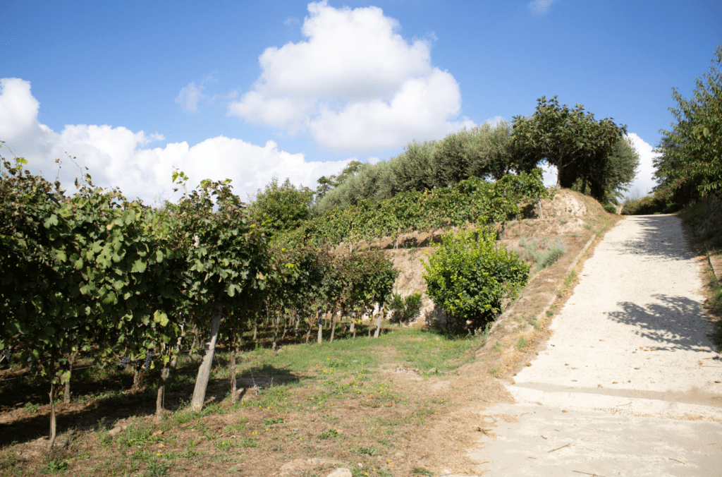 Cantine Astroni