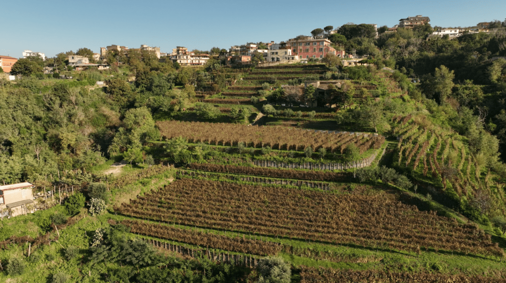 Vigna Astroni tenuta camaldoli