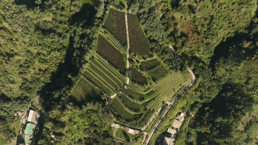 Vigna Astroni tenuta jossa
