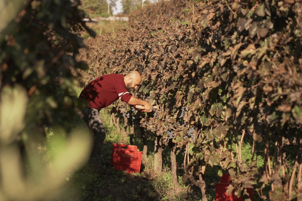 Vigna Astroni