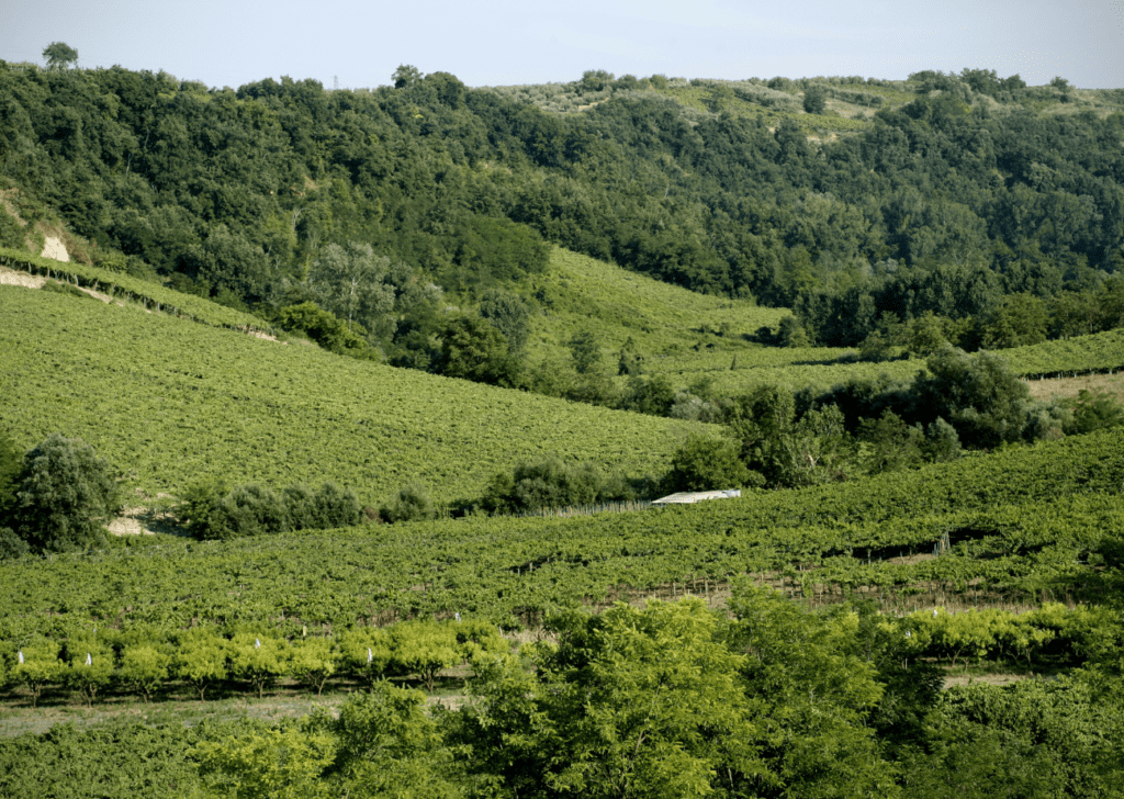 Cantina Tollo