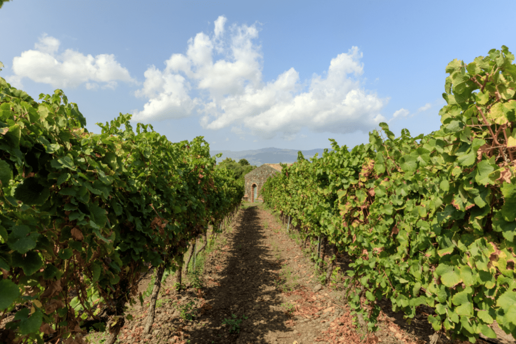 Duca di Salaparuta Lavico Etna Bianco