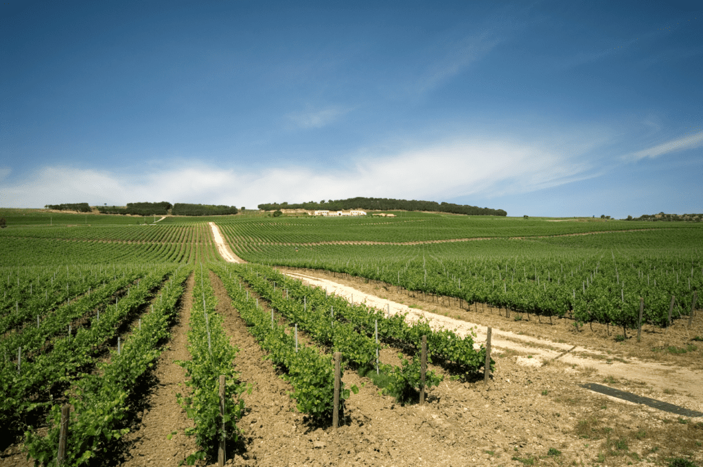 Assovini Sicilia vini dell’estate 2023