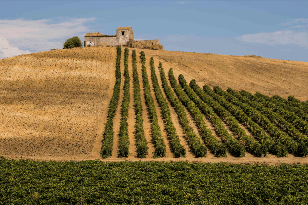 Grillo Doc Sicilia, vino ideale dell’estate 2023