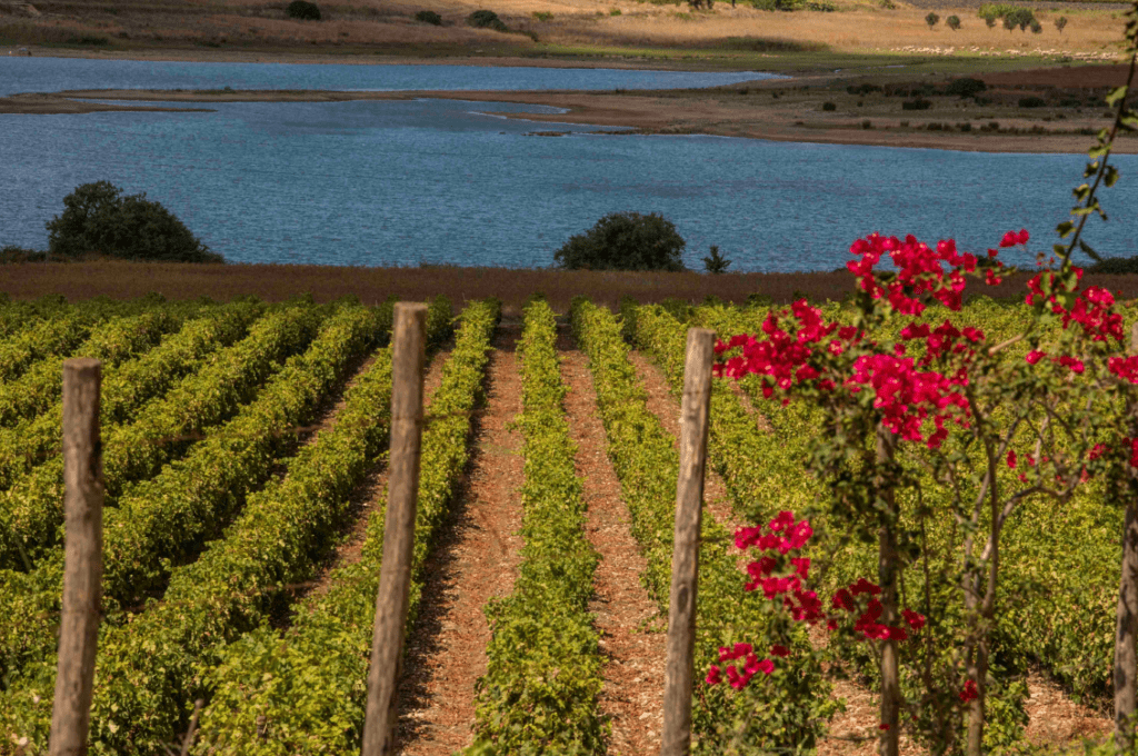 Grillo Doc Sicilia, vino ideale dell’estate 2023