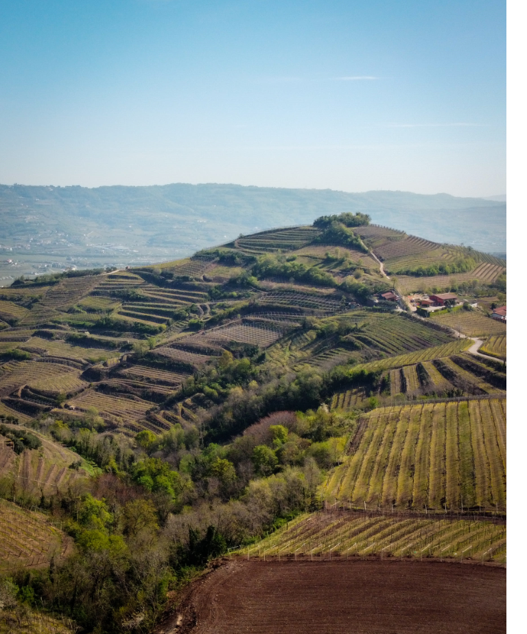 Cantina Suavia viticoltura biologica