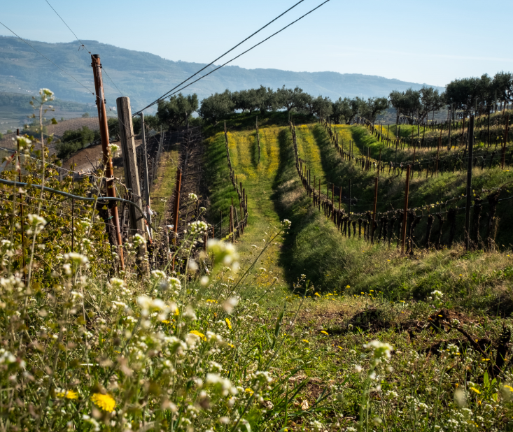 Cantina Suavia viticoltura biologica