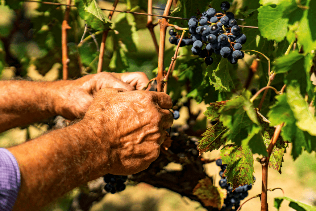 vendemmia 2023 sicilia