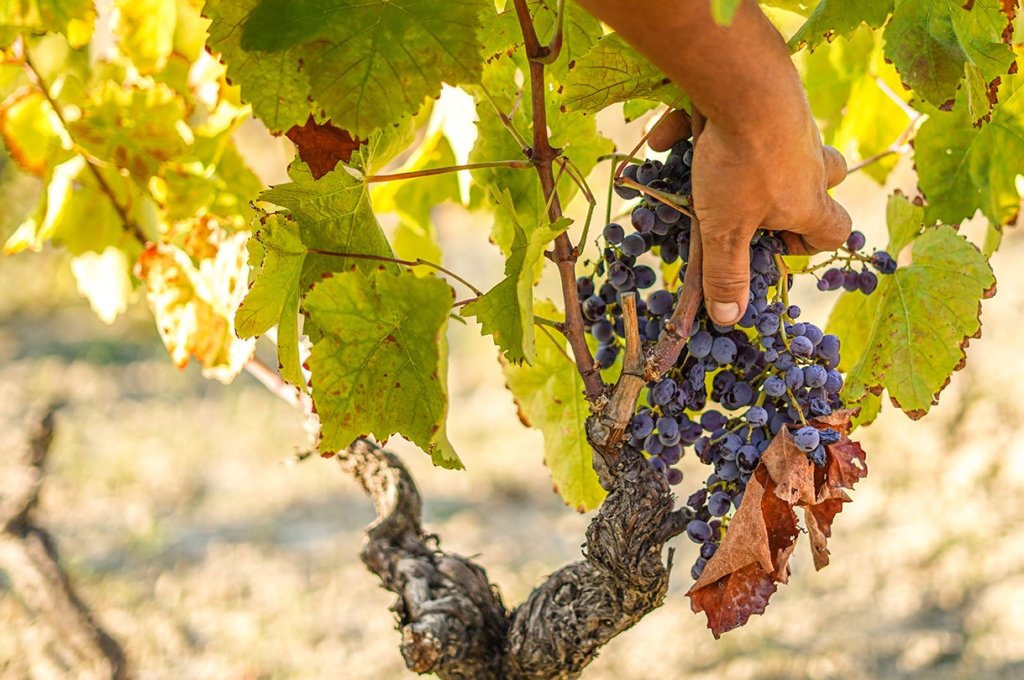 Vini Cirò Melissa previsioni vendemmia 