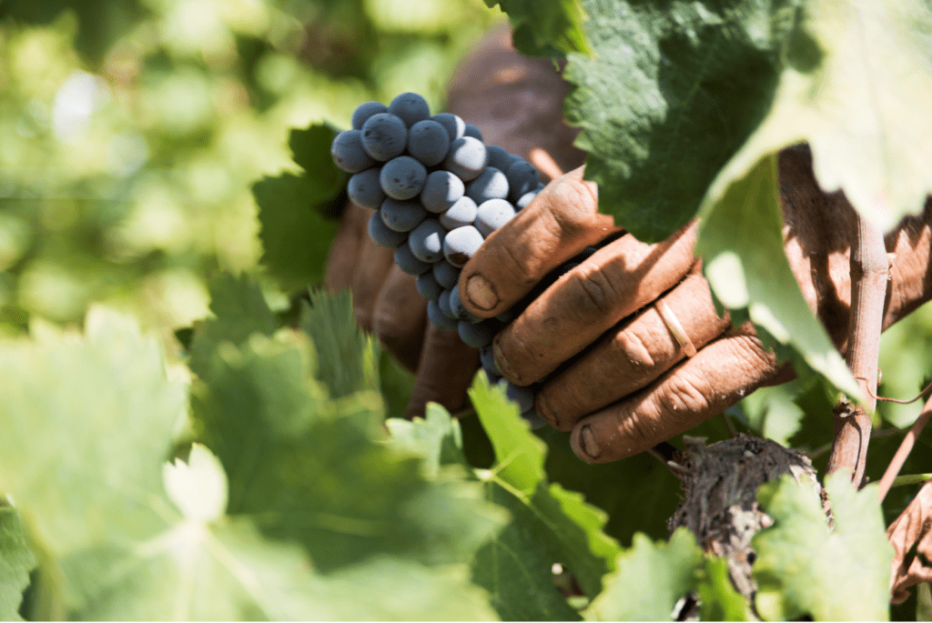 Vini Cirò Melissa previsioni vendemmia 