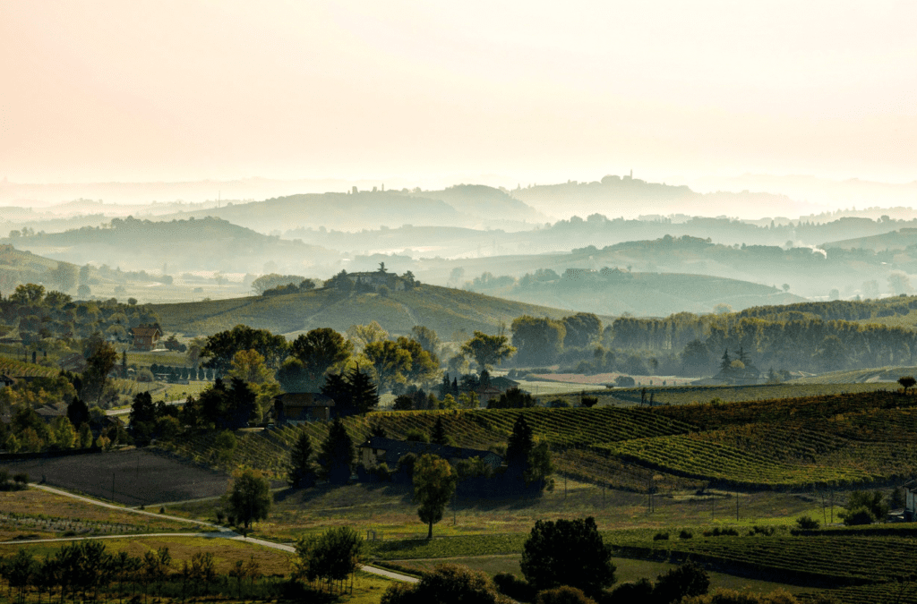 barbera monferrato vendemmia