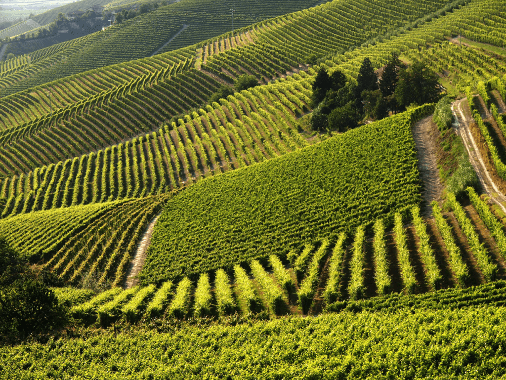 barbera monferrato vendemmia