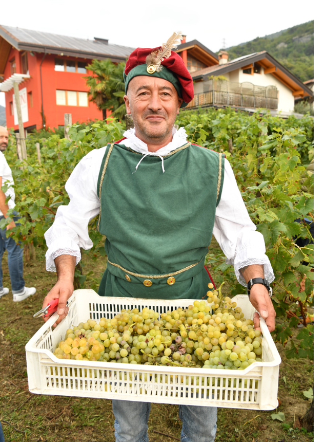 Vendemmia Cantina Fratelli Pisoni