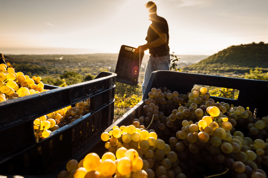 vendemmia Sicilia 2023