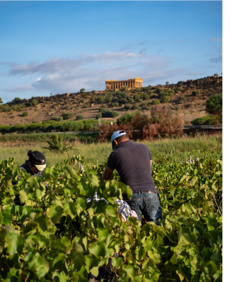 vendemmia Sicilia 2023