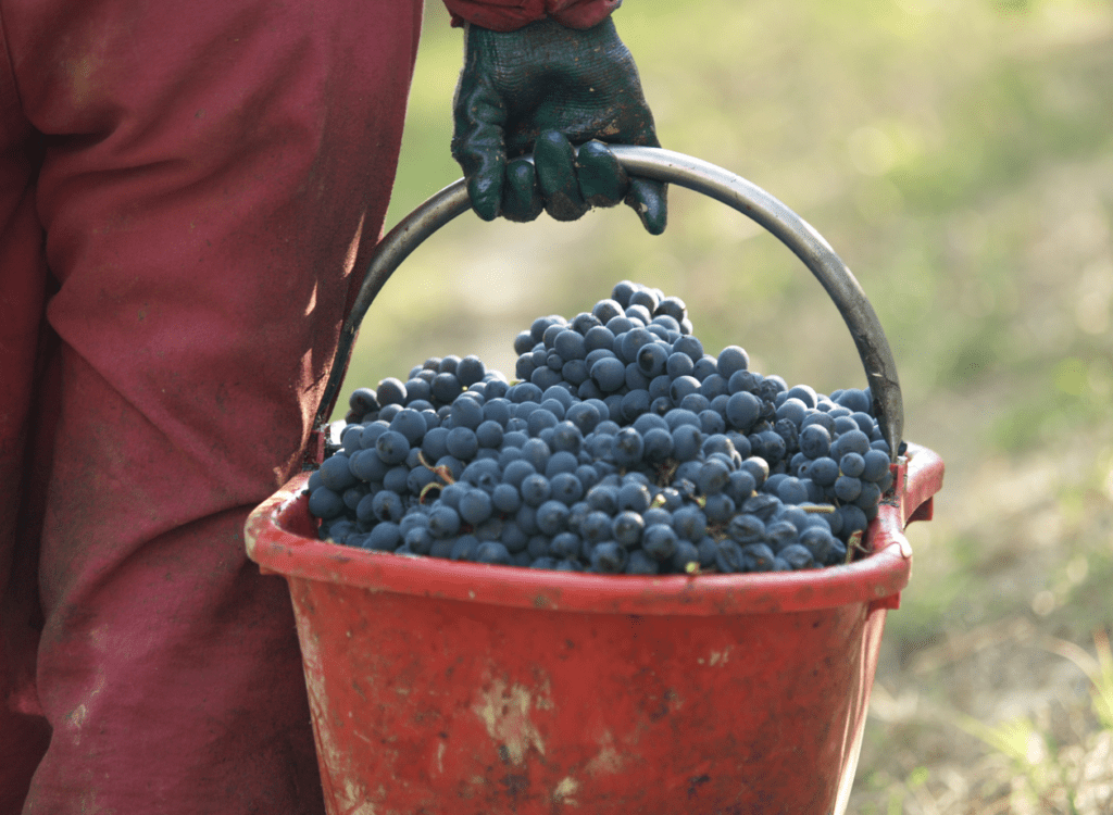 Barolo Cannubi Riserva 2016