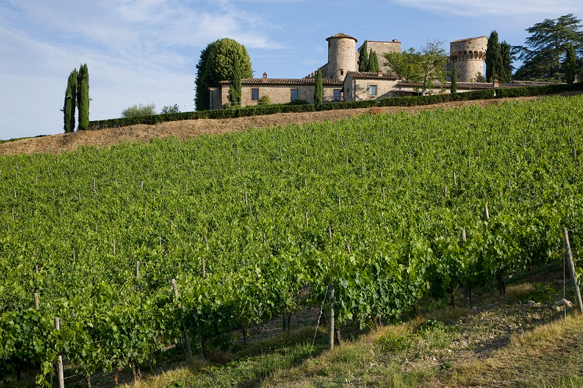 Il vino ed il bosco