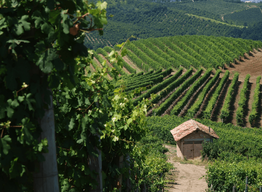 Barbera d'asti e monferrato ageba