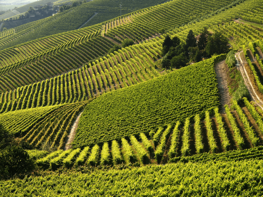 Barbera d'asti e monferrato ageba