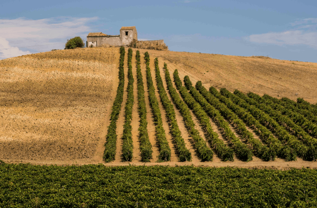 Sicilia vendemmia 