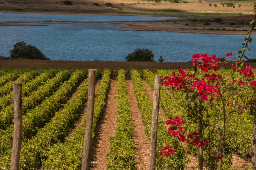 Sicilia vendemmia 